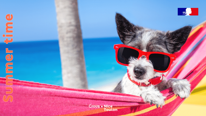 chien dans hamac avec lunettes de soleil, en bord de mer près d'un palmier. Texte sur le visuel dit : summer time
